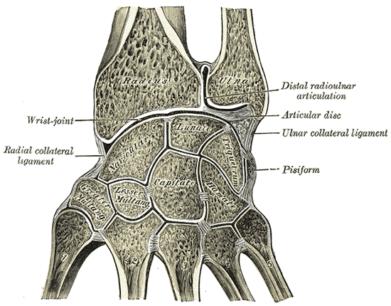 intercarpal joint
