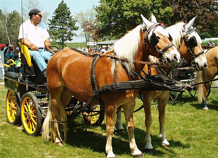 File:Haflinger wagonette brustblatt.jpg