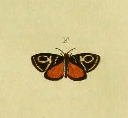 <i>Hemerophila</i> Genus of moths