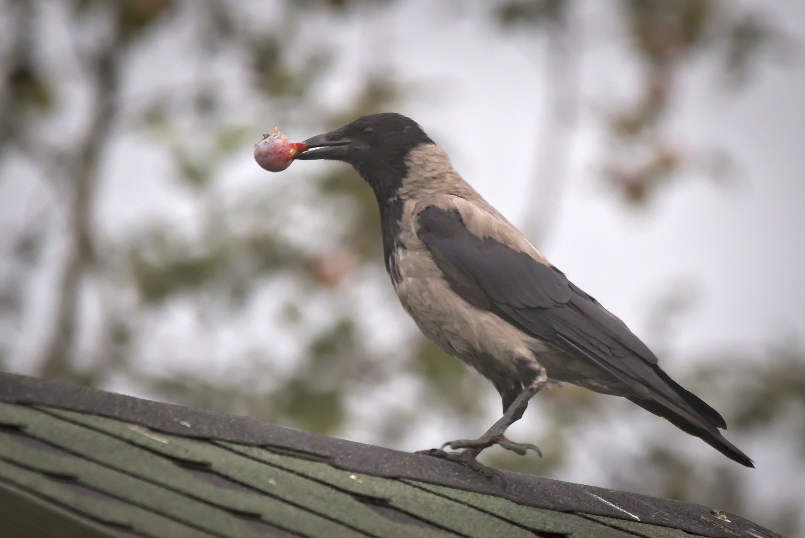 Охота на серых ворон. Hooded Crow. Серая ворона на ветру фото.