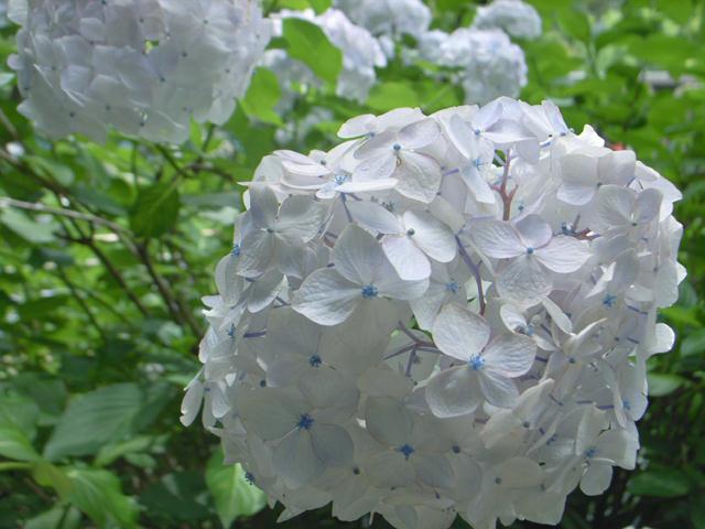 File:Hortensia white ball flower.jpg