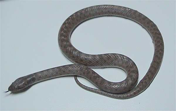 File:Hypsiglena torquata jani.jpg