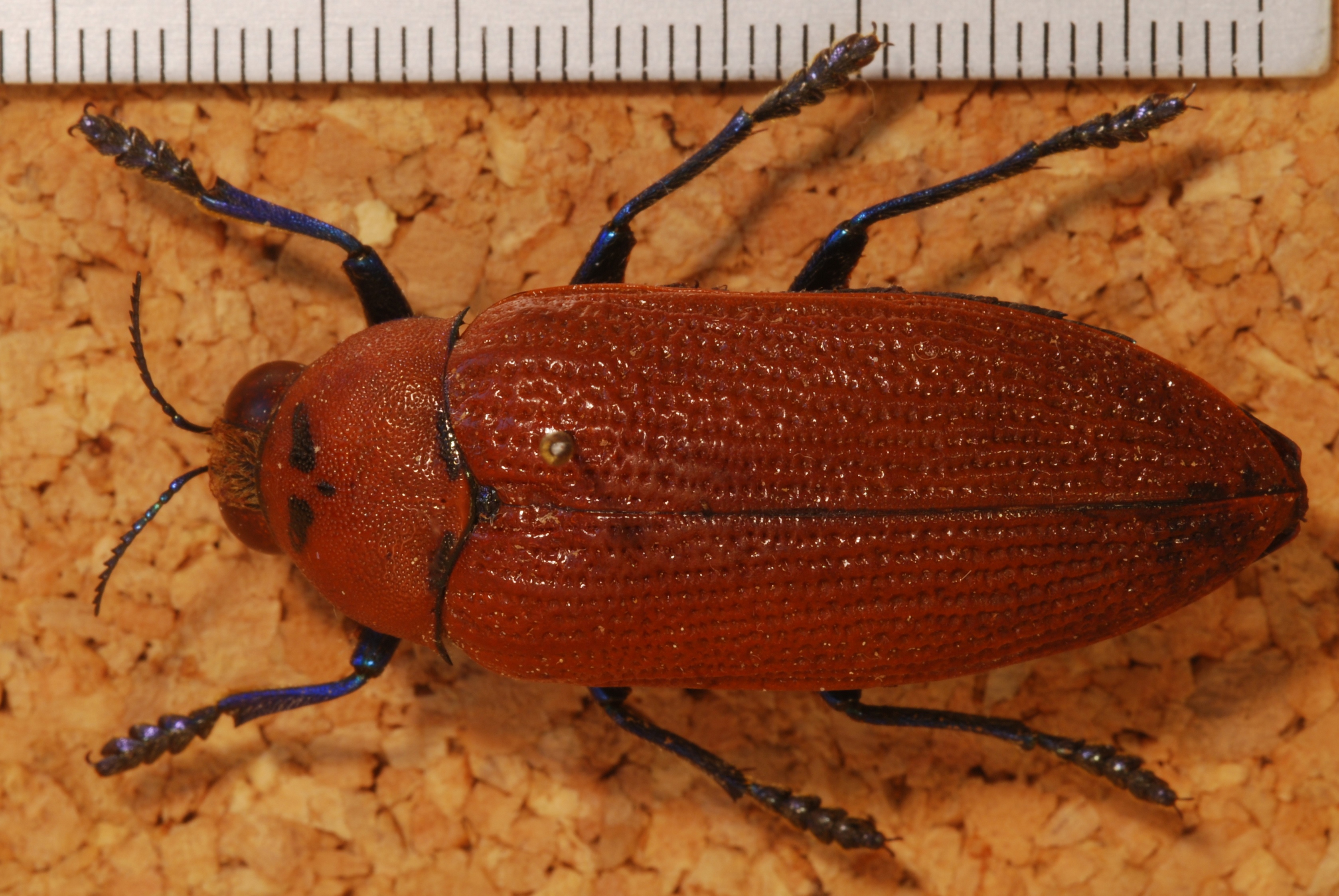 Jewel Beetle Julodimorpha bakewelli 8226842917 cropped.jpg