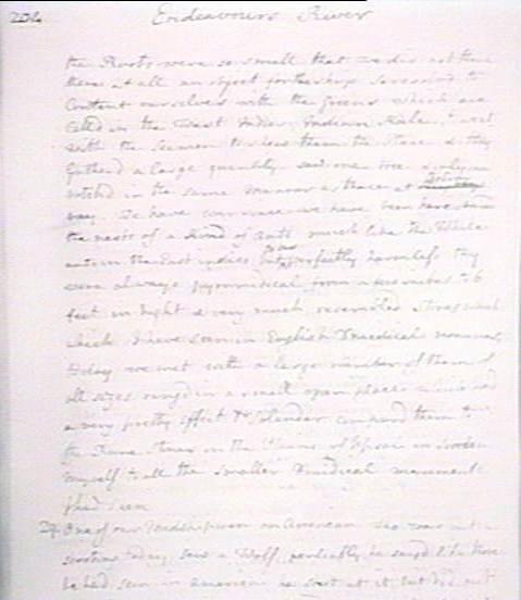 File:Joseph Banks' journal - page 204.jpg