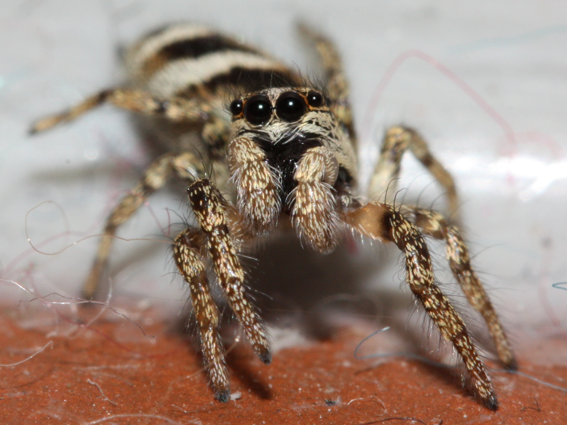 Zebra Jumping Spiders: A Salticus Scenicus Care Guide!