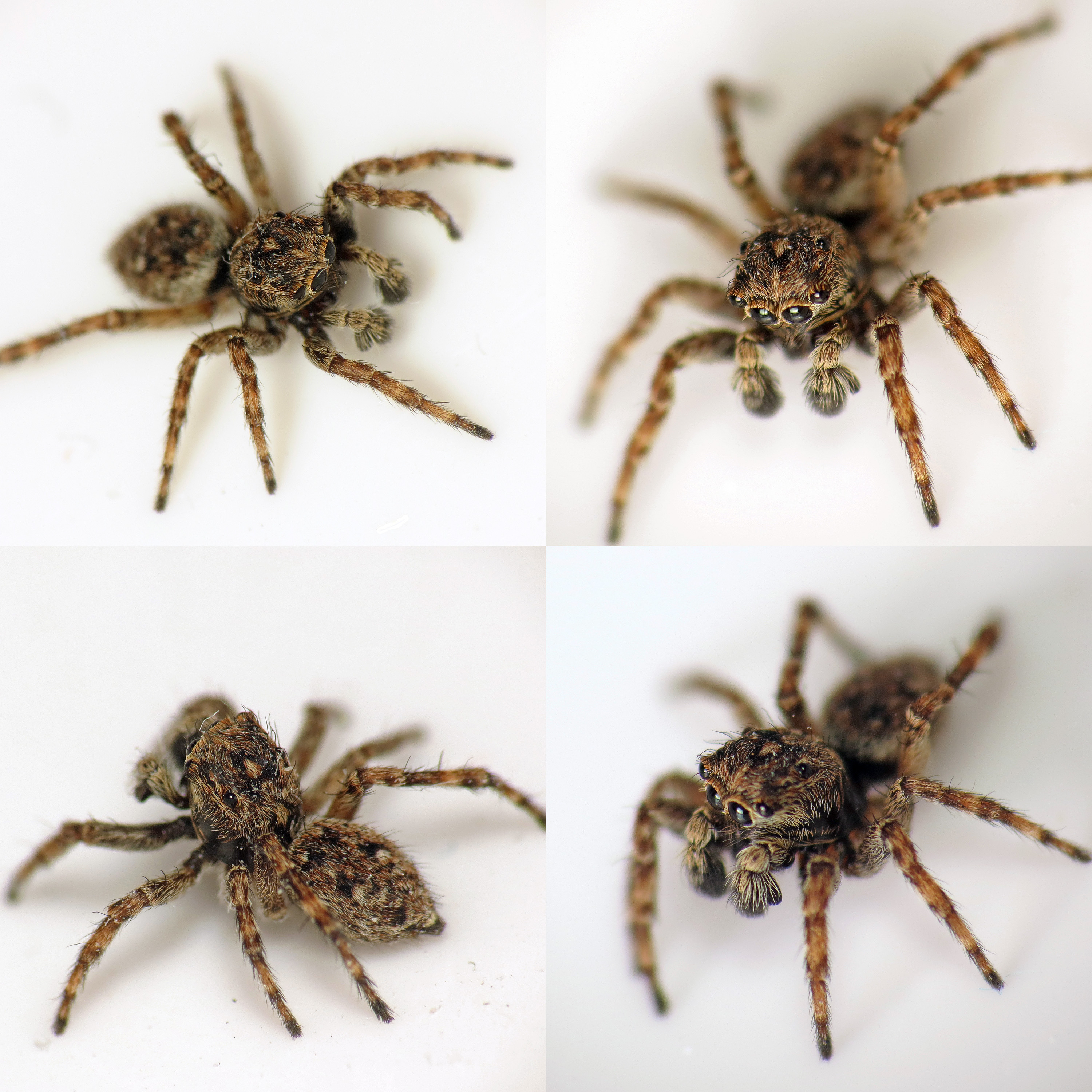 Jumping spider in the bath (17399881001).jpg