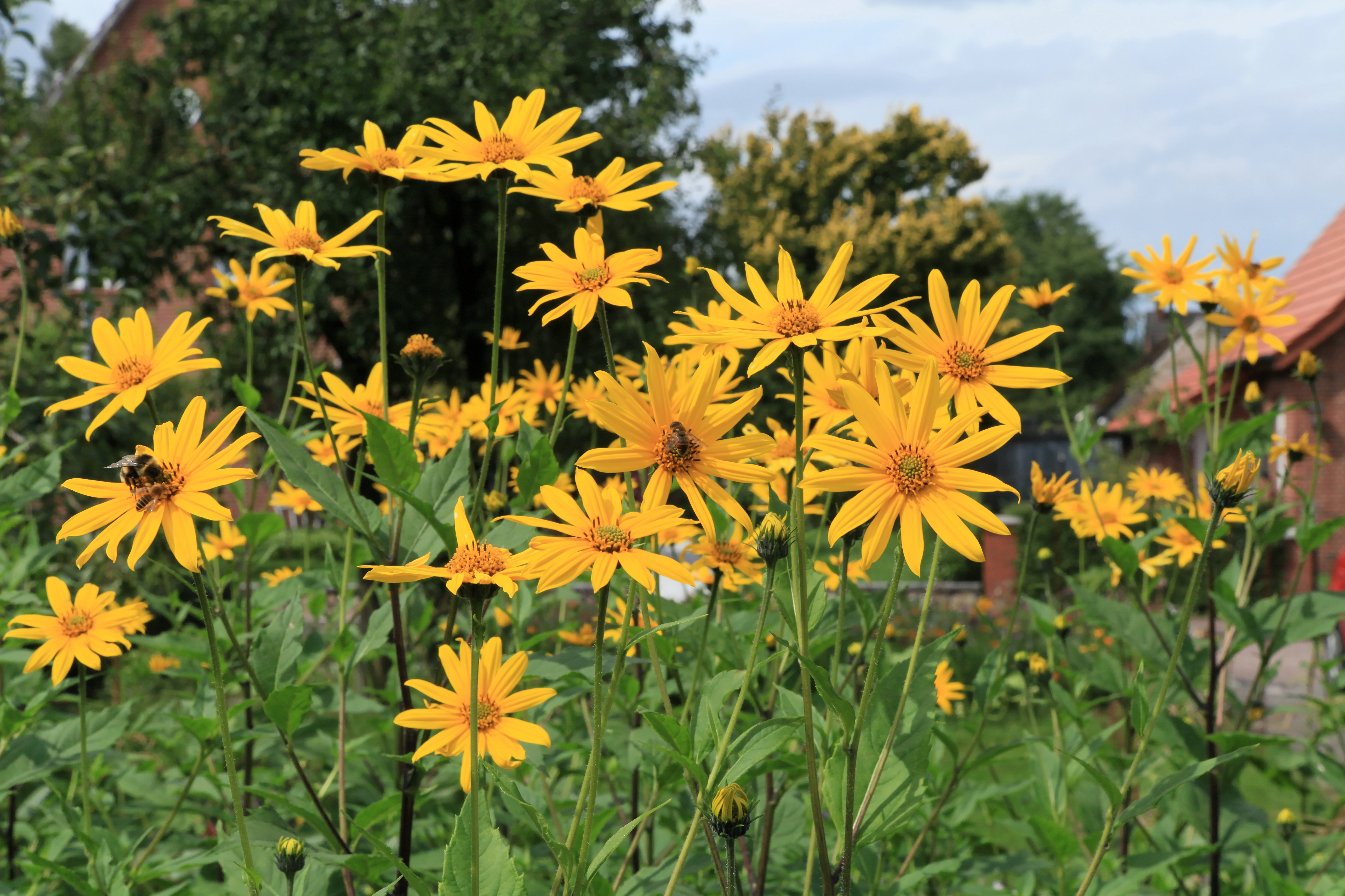 File Kluse Helianthus Tuberosus Topinambur 05 Ies Jpg