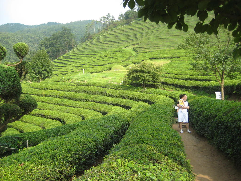 Boseang Tea Fields