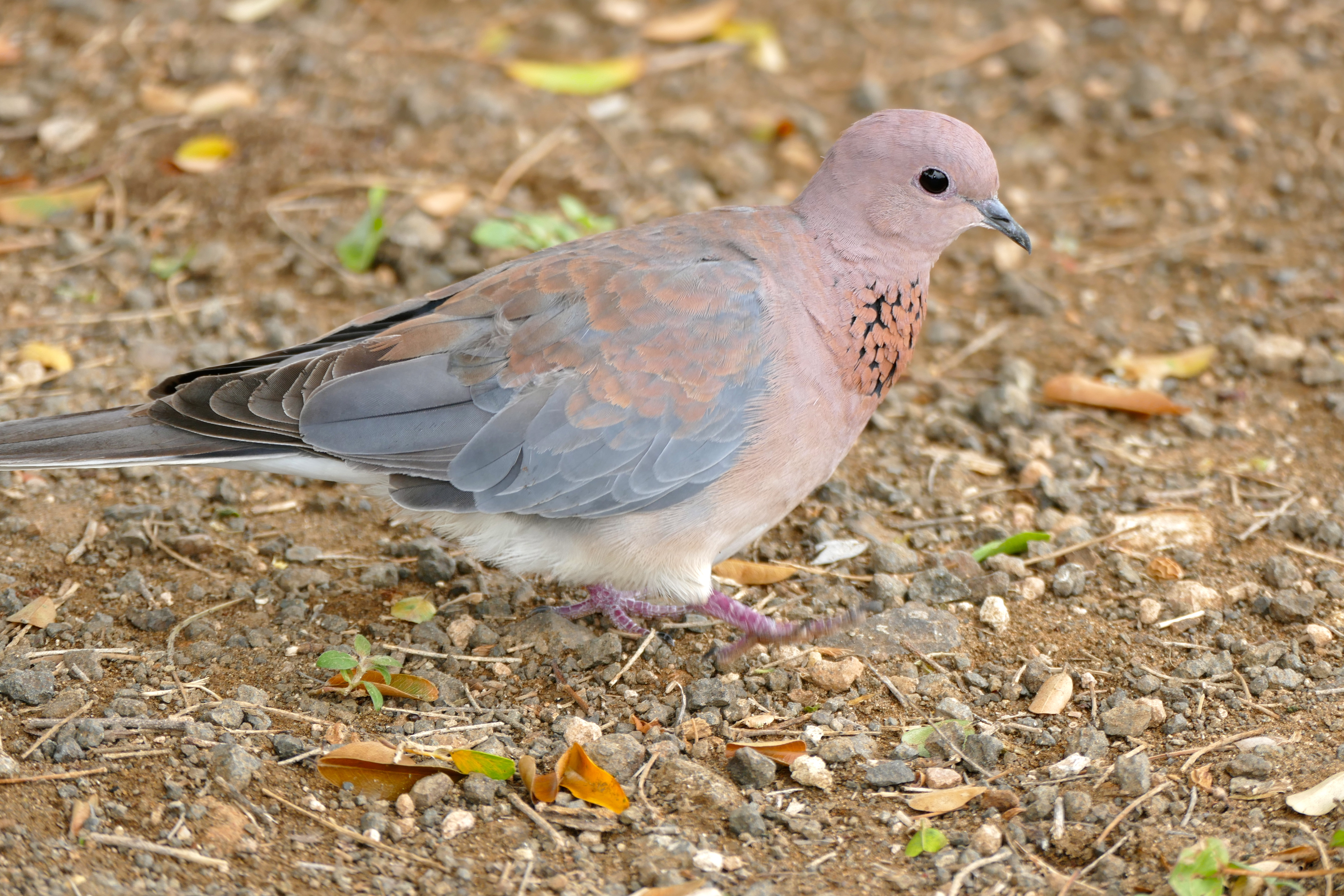 Laughing Dove (Streptopelia senegalensis) (17326371156).jpg