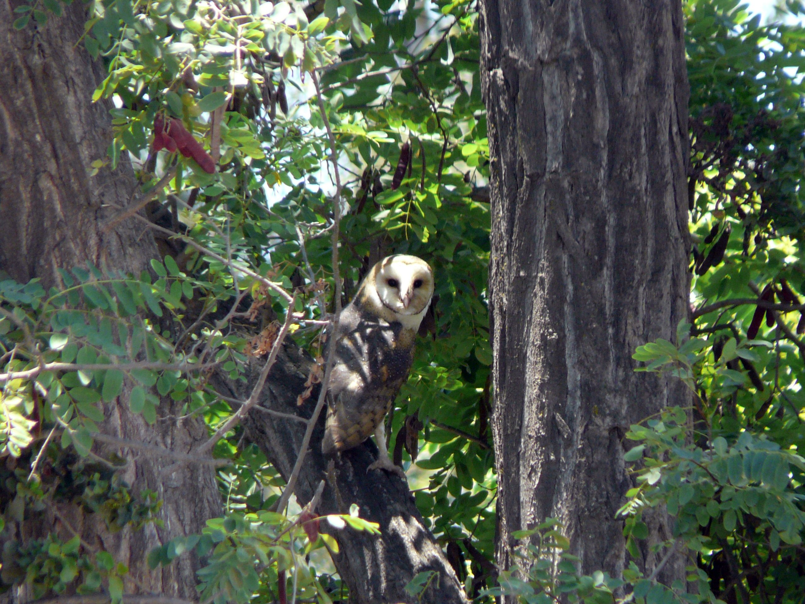 File:Lechuza (Tyto furcata tuidara), Chile.jpg - Wikipedia