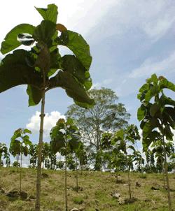 File:Teakwood Tree.jpg - Wikimedia Commons