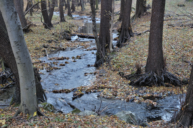 File:Malina near Kuchyna.jpg