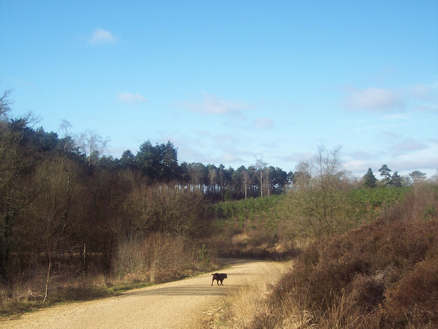 File:Mixed Forestry in Ringwood Forest - geograph.org.uk - 325540.jpg