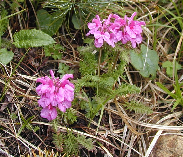 File:Miyama-shiogama.jpg