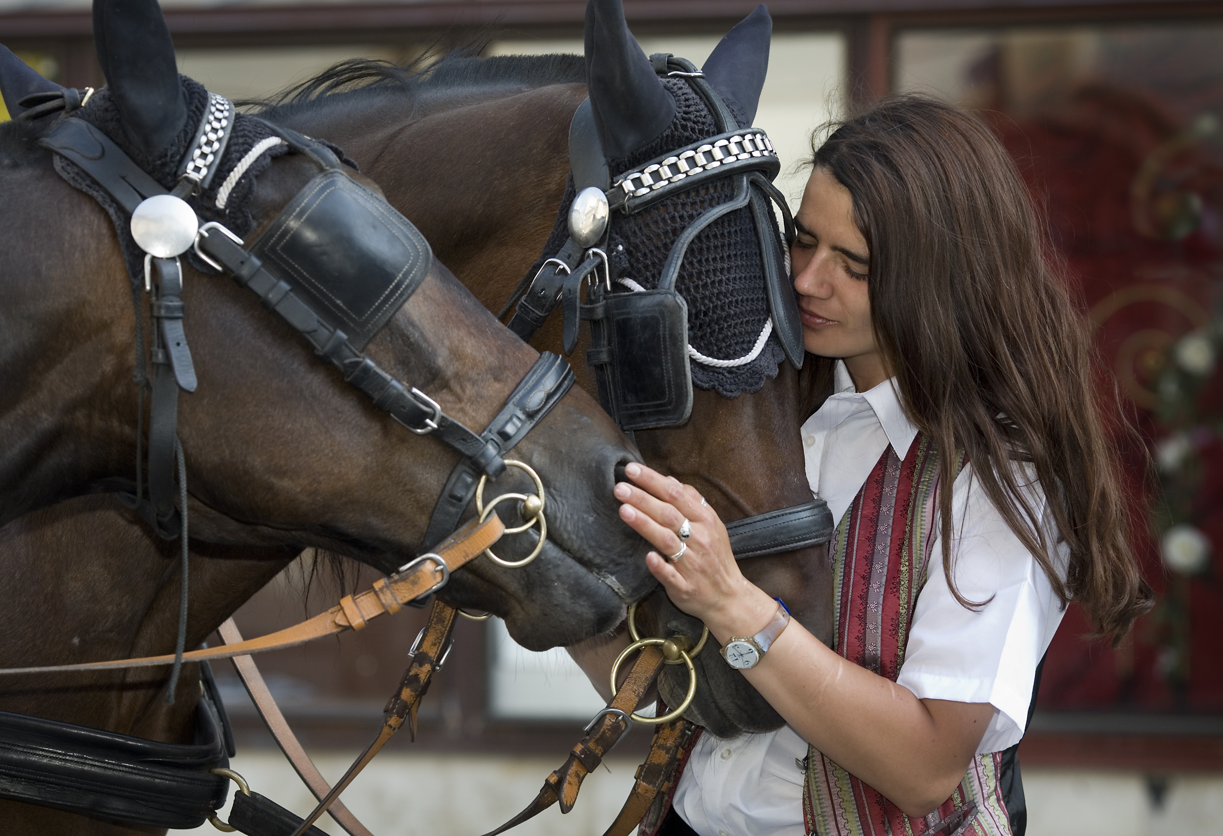 Horse Blinkers