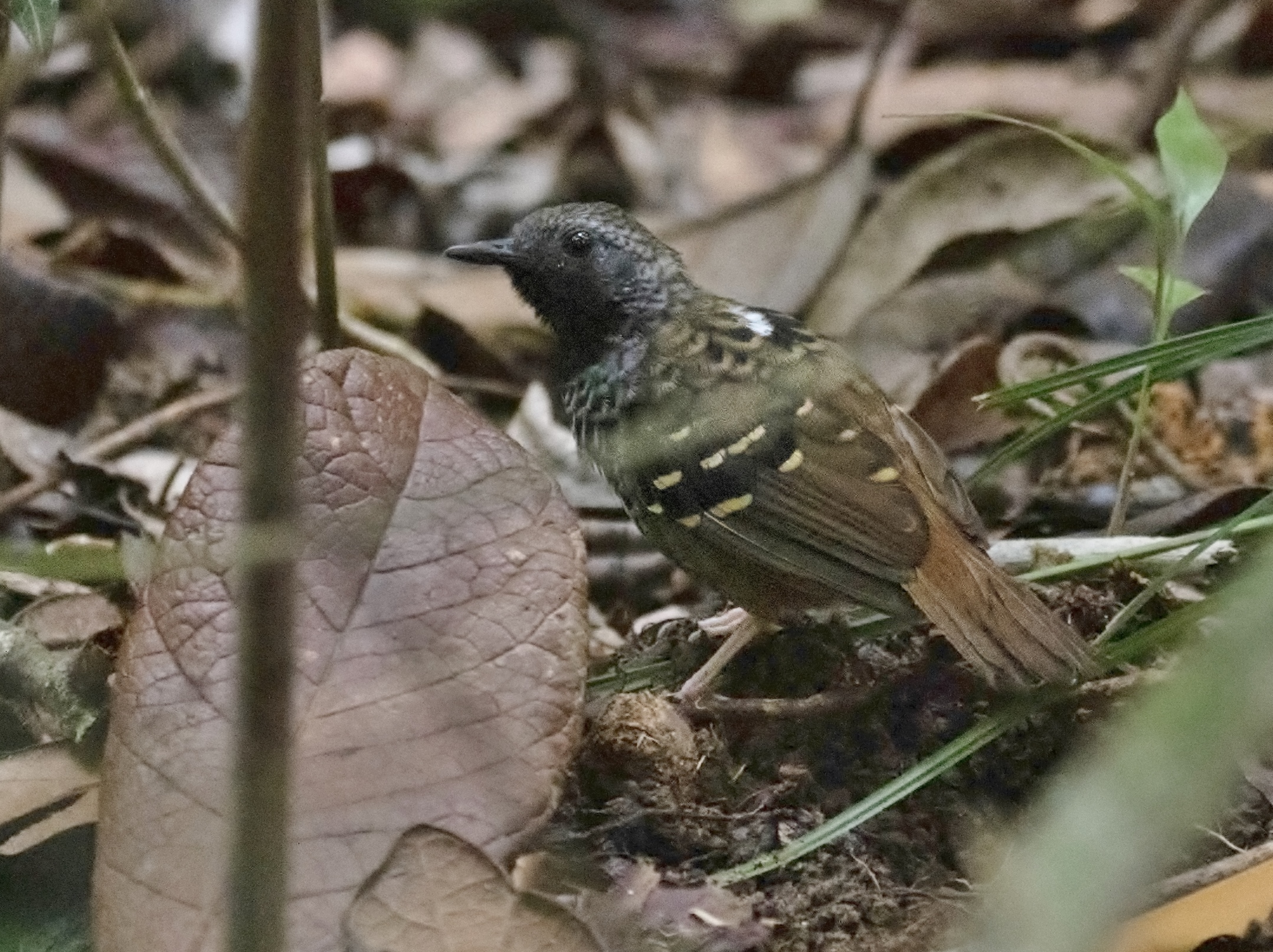 Scalloped antbird - Wikipedia