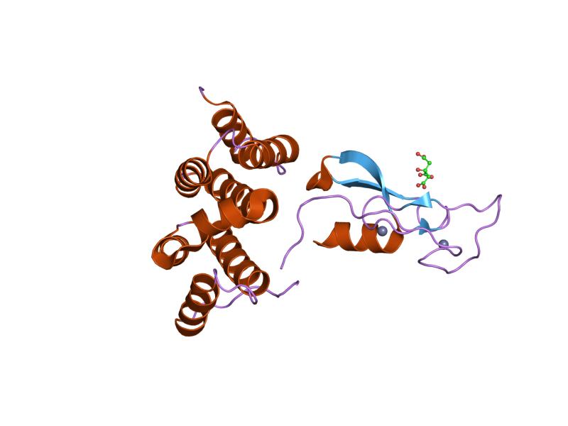 VHS protein domain