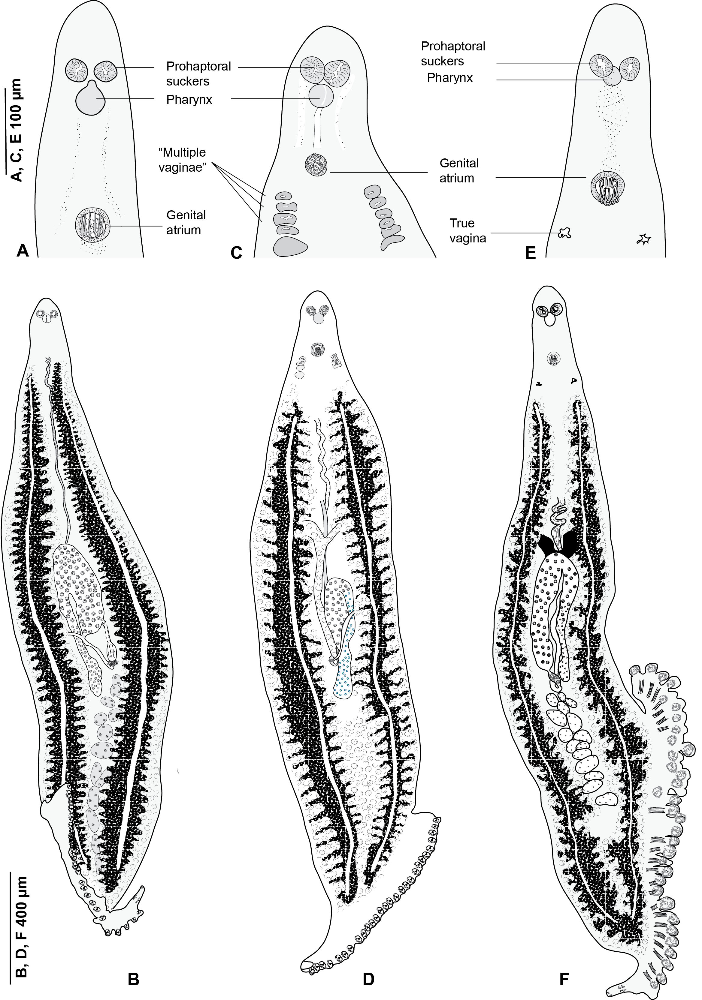 File:Understand Microns.svg - Wikimedia Commons