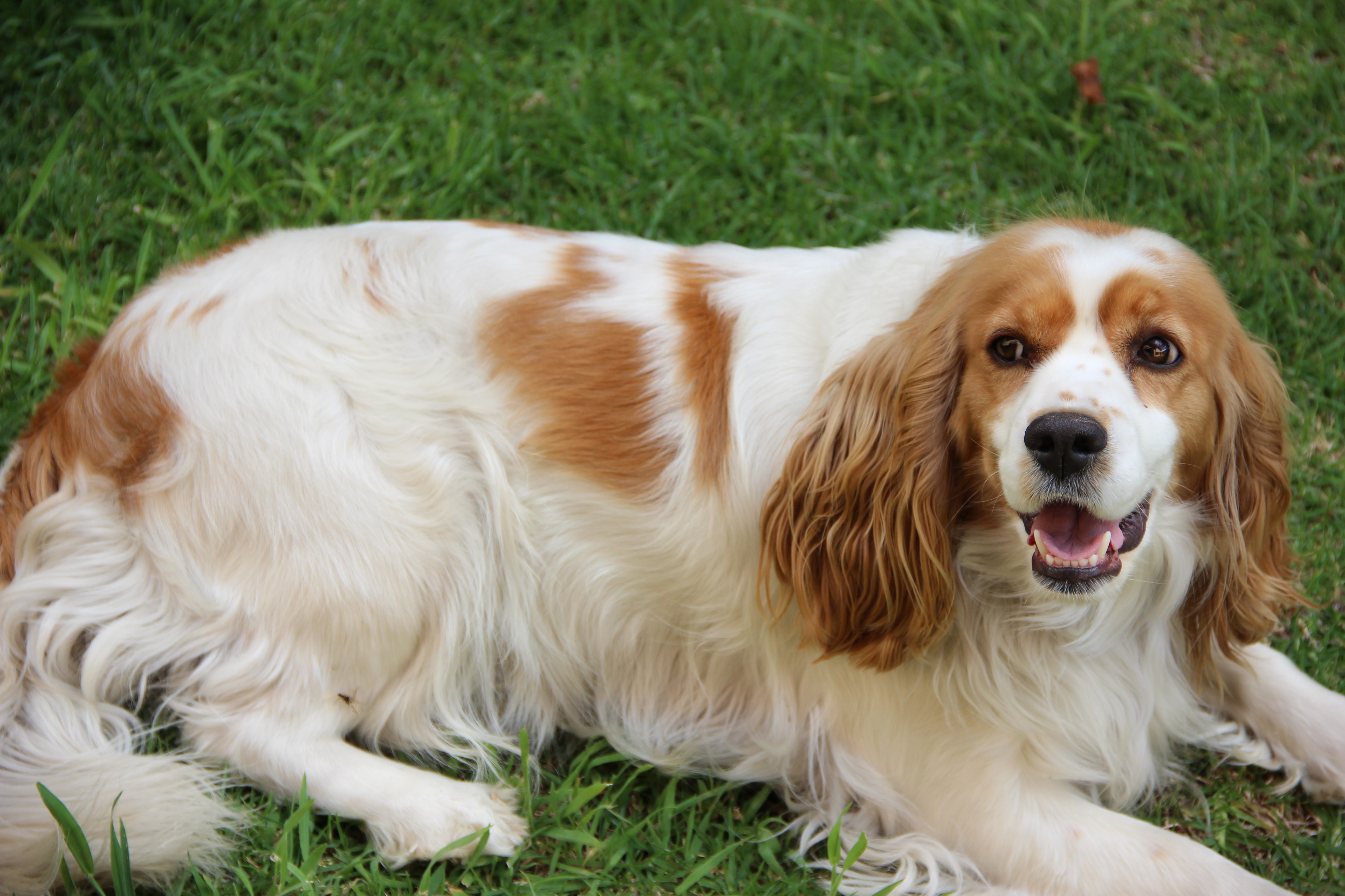 Perro cocker spaniel