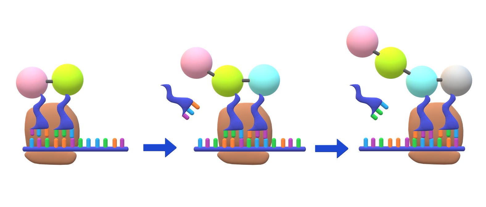 Protein biosynthesis - Wikipedia