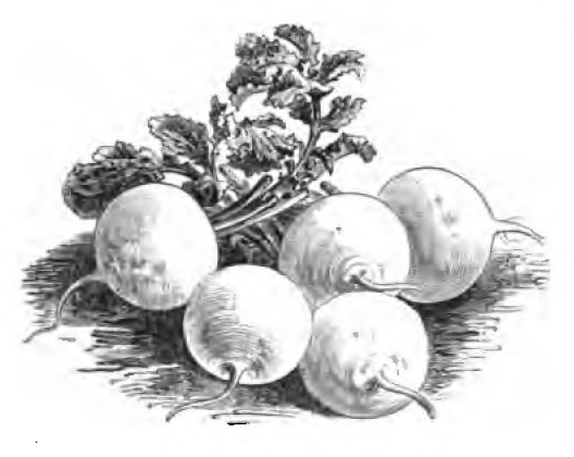 File:Radis blanc rond d'été Vilmorin-Andrieux 1883.png