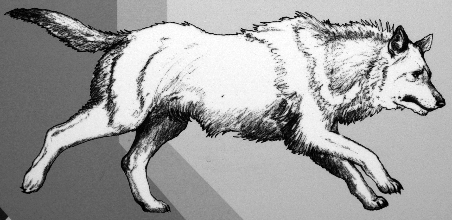 Reconstruction of Canis dirus (dire wolf) (Pleistocene, North America) 2 (3...