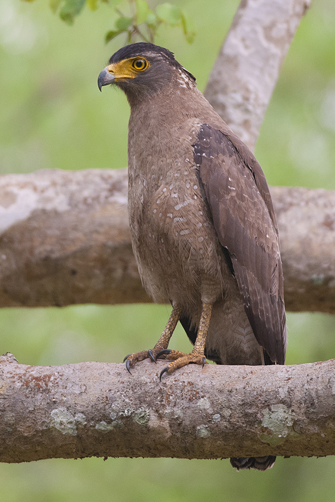 Crested Serpent Eagle Wikipedia