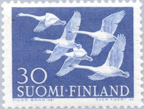 File:Stamp of Finland - 1956 - Colnect 46241 - 5 Whooper Swans Cygnus cygnus.jpeg