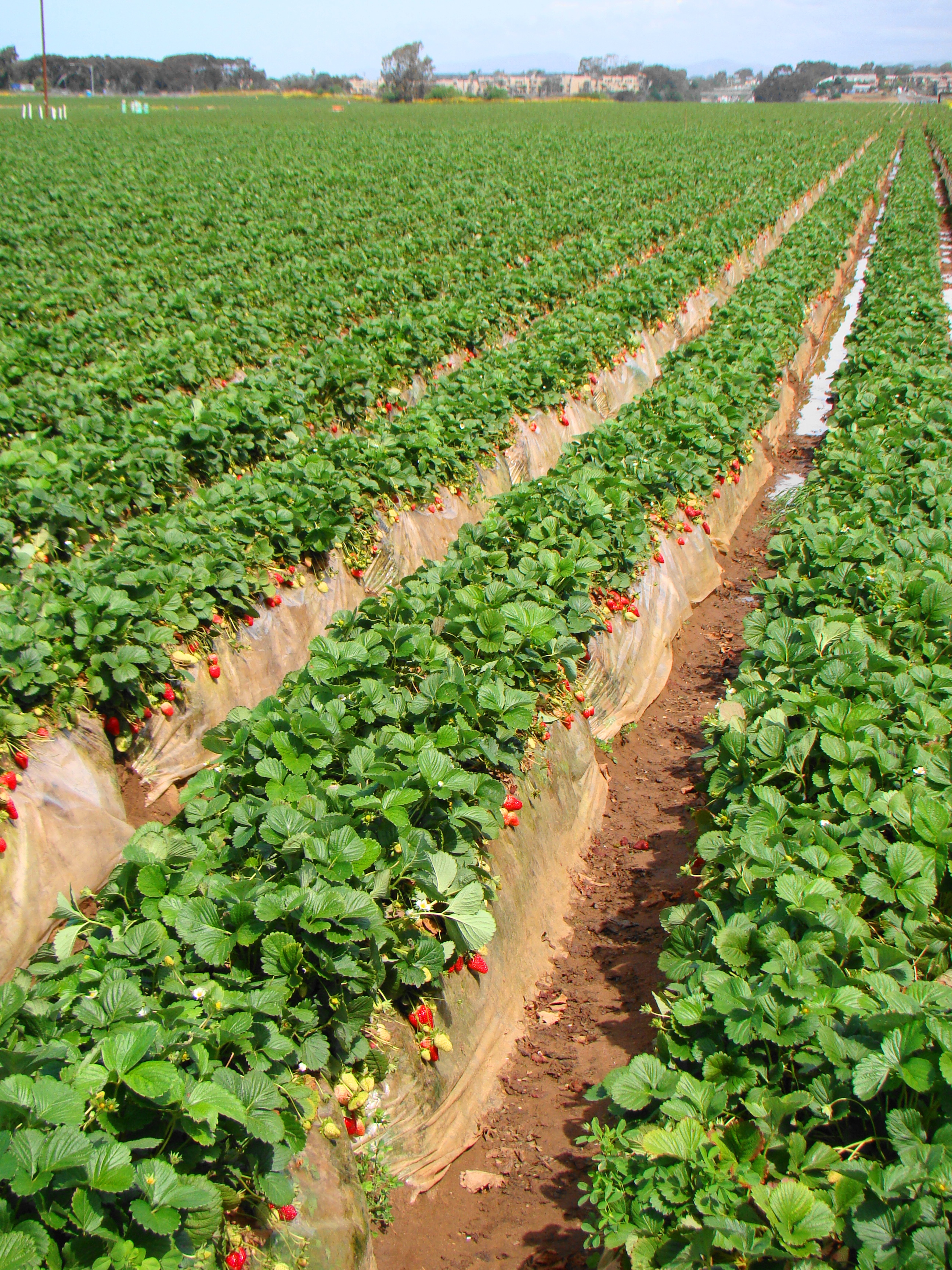 File:Strawberry fields in Carlsbad, April 2010.jpg - Wikimedia Commons