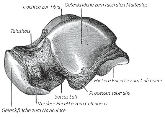 Talus bone - Wikipedia