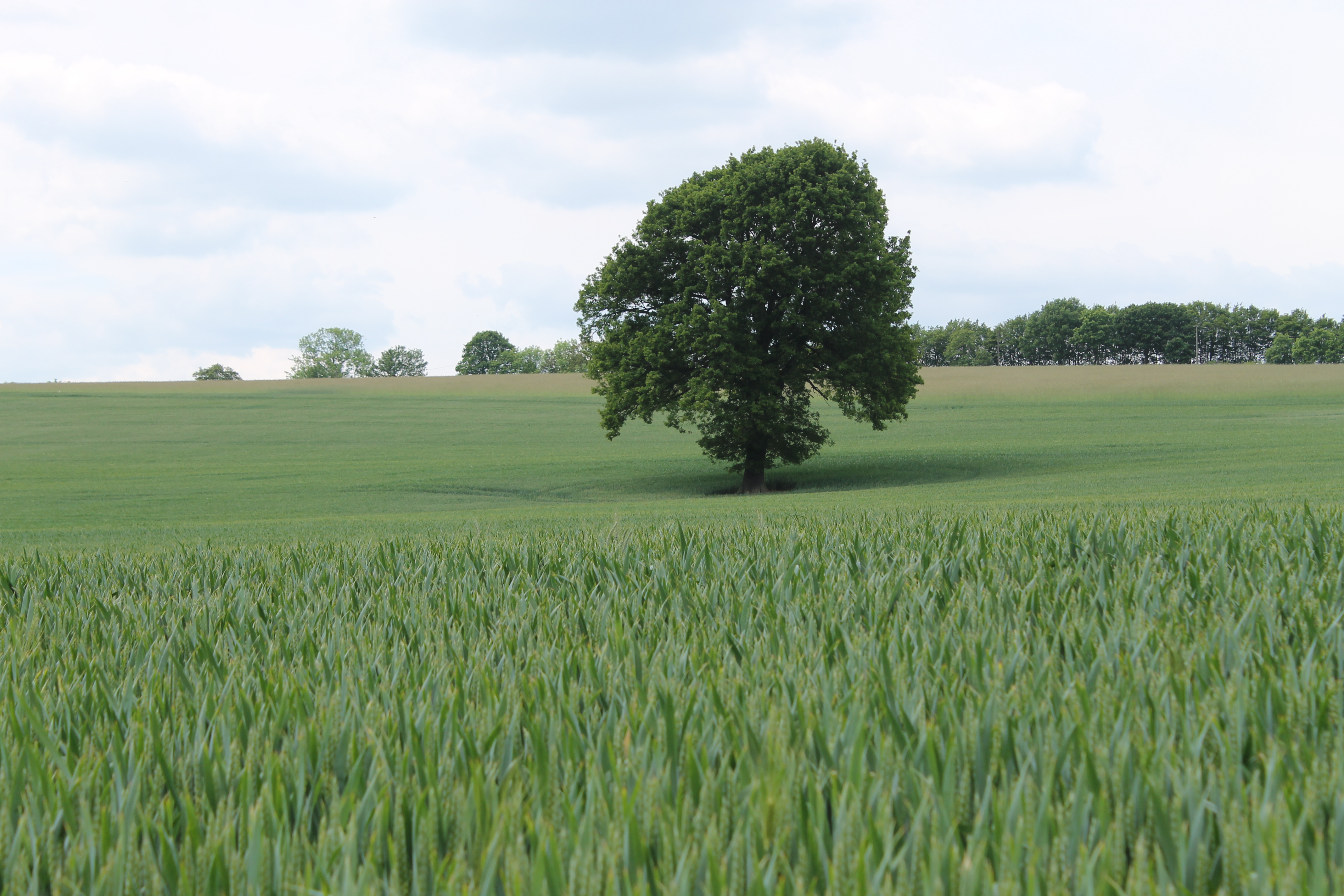 Category field. Tree in field.