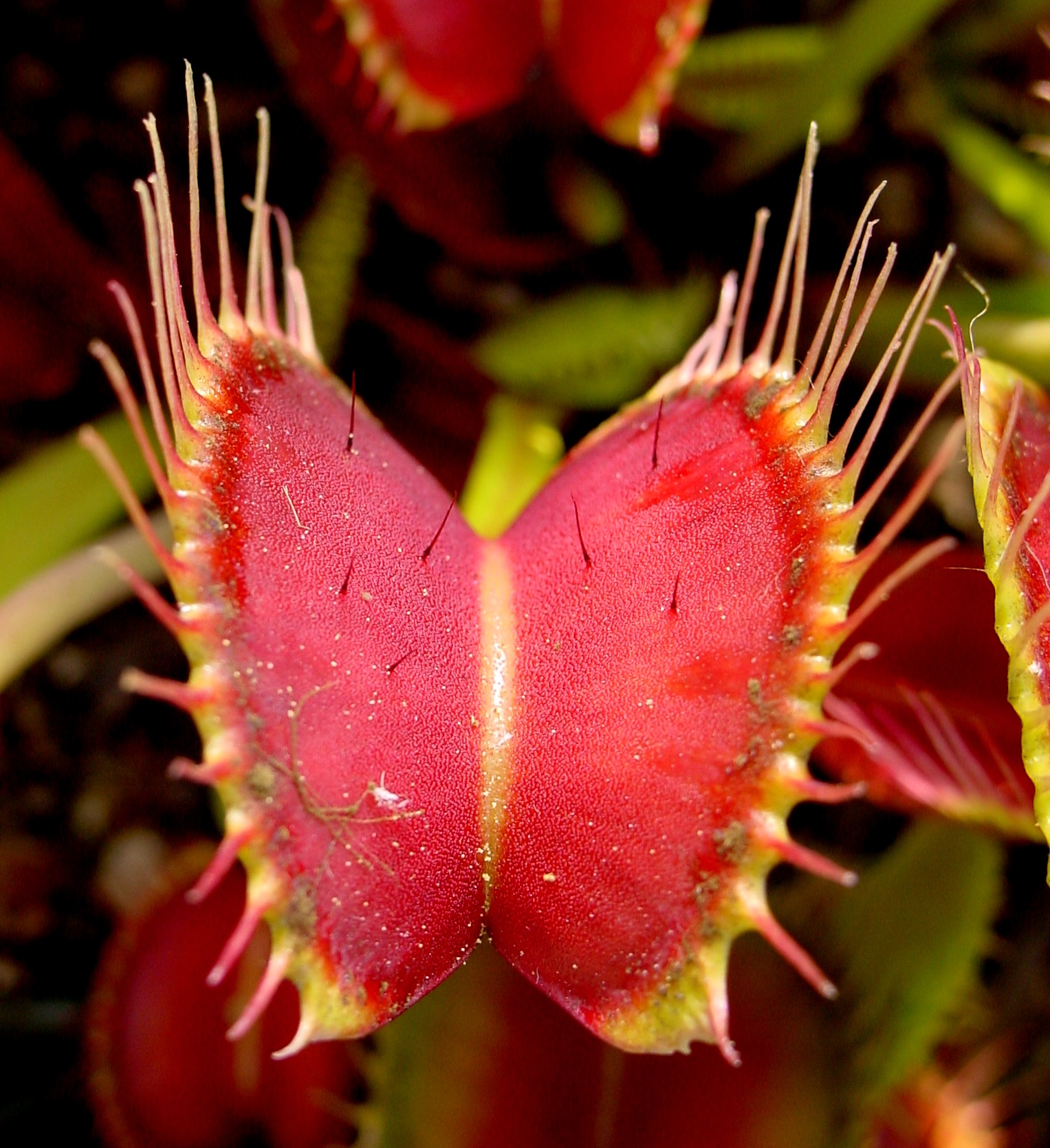 Élősködő növény. Parazita növény – Wikipédia