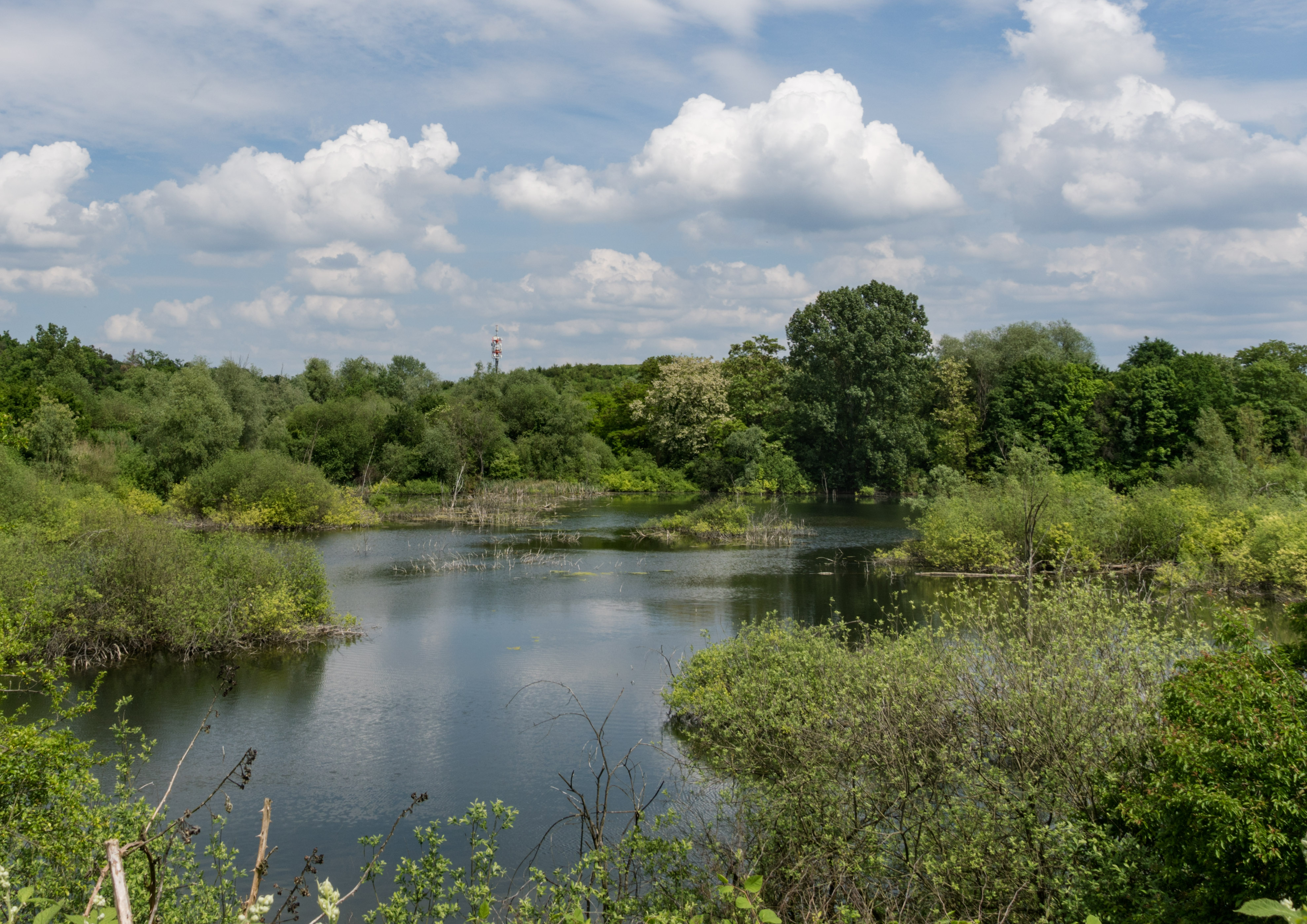 Naturschutzgebiet „Oberlücke von Viernheim“ (NSG 1431012) in Hessen. Aufgenommen im KGV Am Forst e.V...