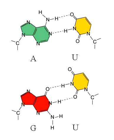 File:WobbleBasePairsUracil.jpg