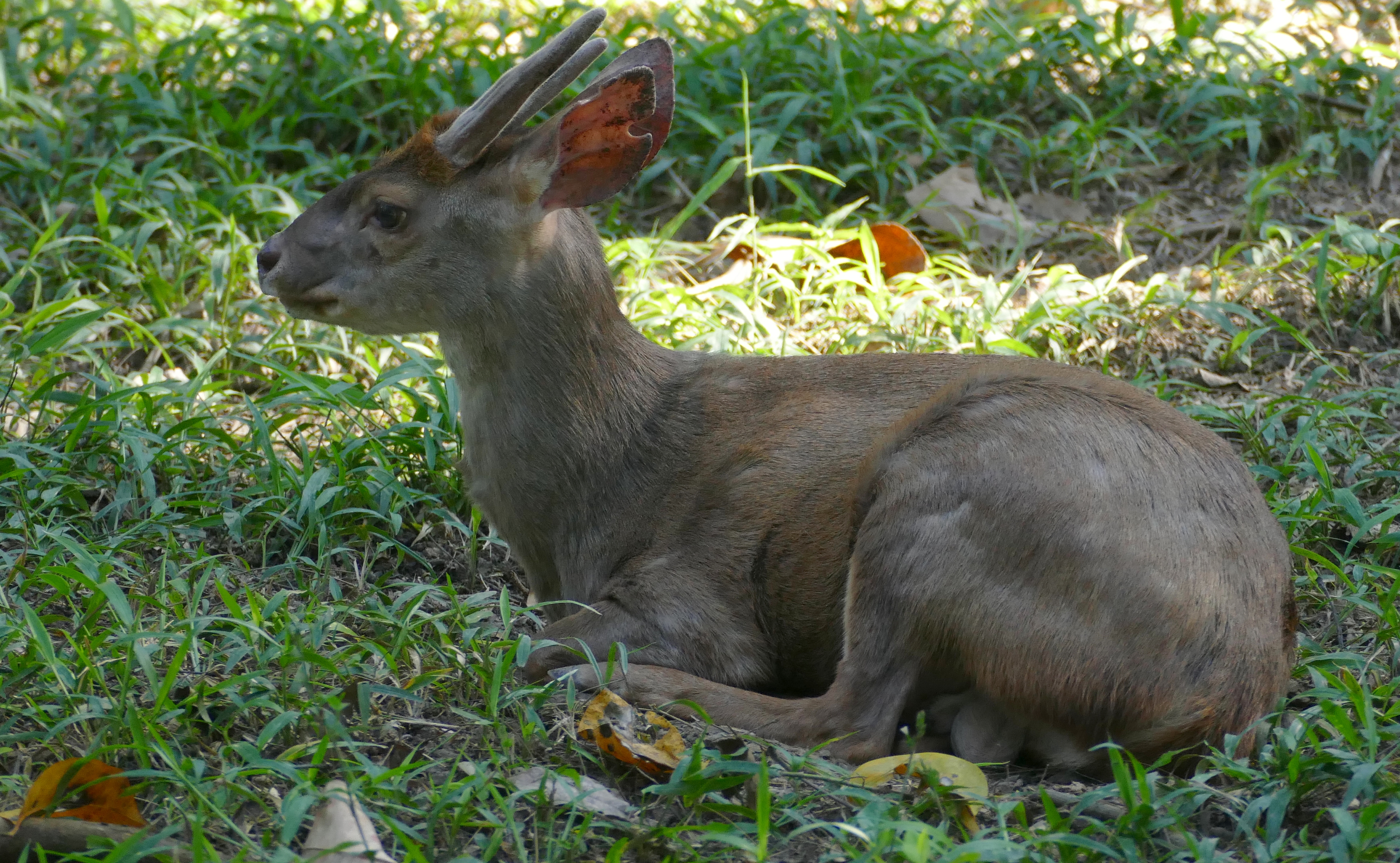 Yucatan Brown Brocket Deer