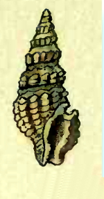 <i>Zonulispira crocata</i> Species of gastropod