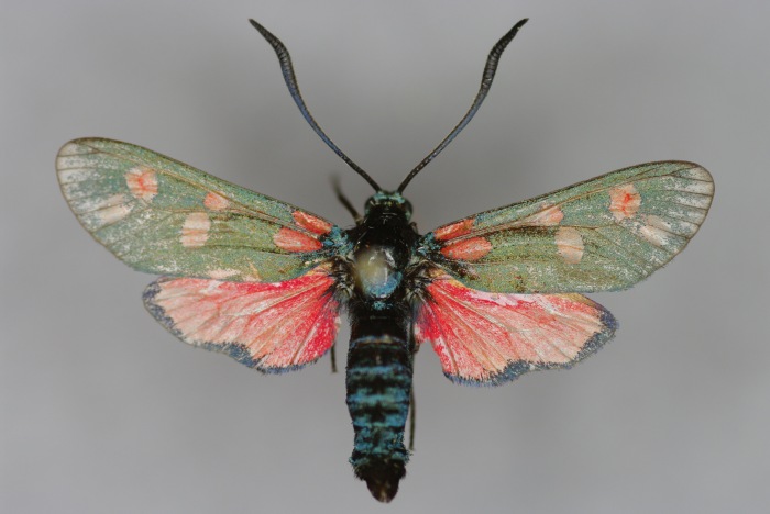 File:Zygaena (Zygaena) filipendulae-M-Puglia, Promontorio del Gargano, Vico del Gargano Umgebung-E-MK-6102a.jpg