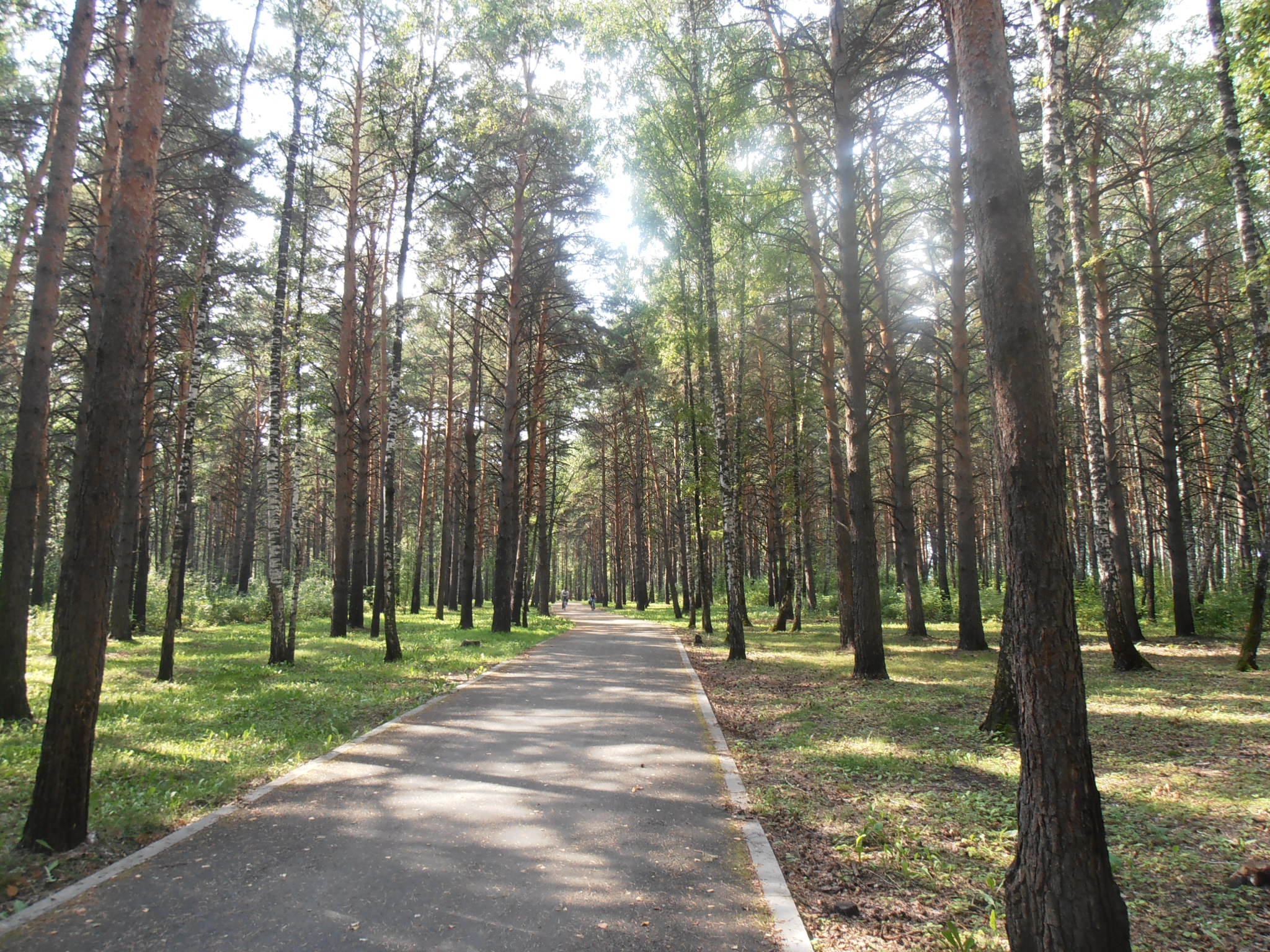 Гилевская роща фото