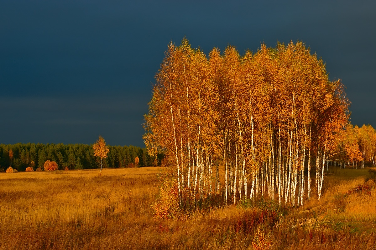 Осень поле лес. Осенний лес Россия. Осенняя береза. Осенние леса и поля. Осенний лес средней полосы.