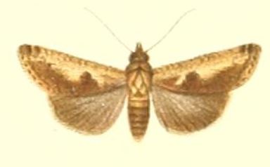 File:40-Lophoptera albicans=Gyrtona albicans (Pagenstecher 1900).JPG