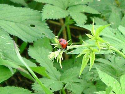 File:A ladybug.jpg