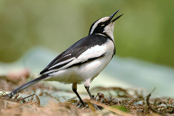 Africanpiedwagtail