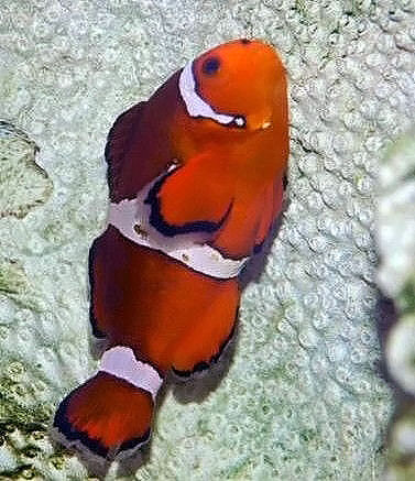 File:Amphiprion ocellaris 29zz.jpg