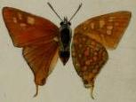 <i>Aphnaeus erikssoni</i> Species of butterfly