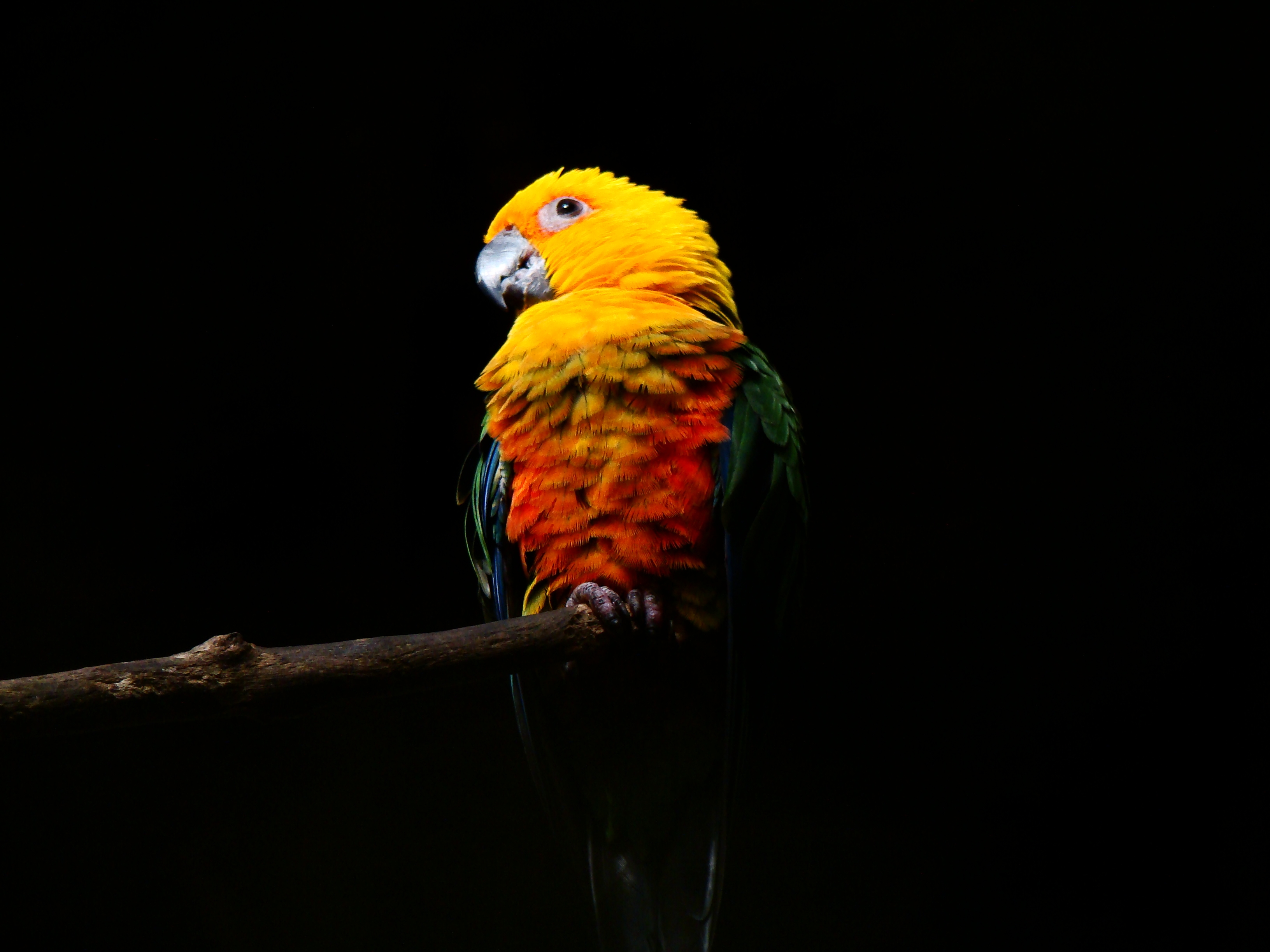 Попугаи в темноте. Jenday Conure. Попугаи неразлучники Какаду. Яркий попугай. Яркая птица на черном фоне.