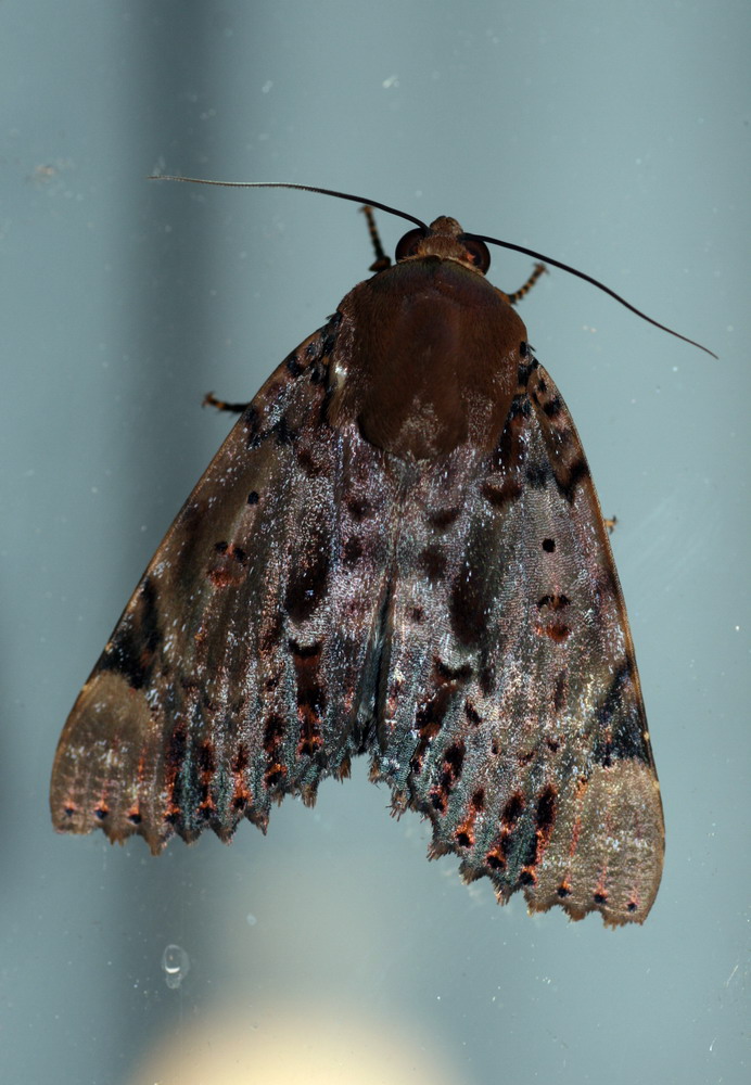 File:Moth trap in Araujia sericifera.jpg - Wikipedia
