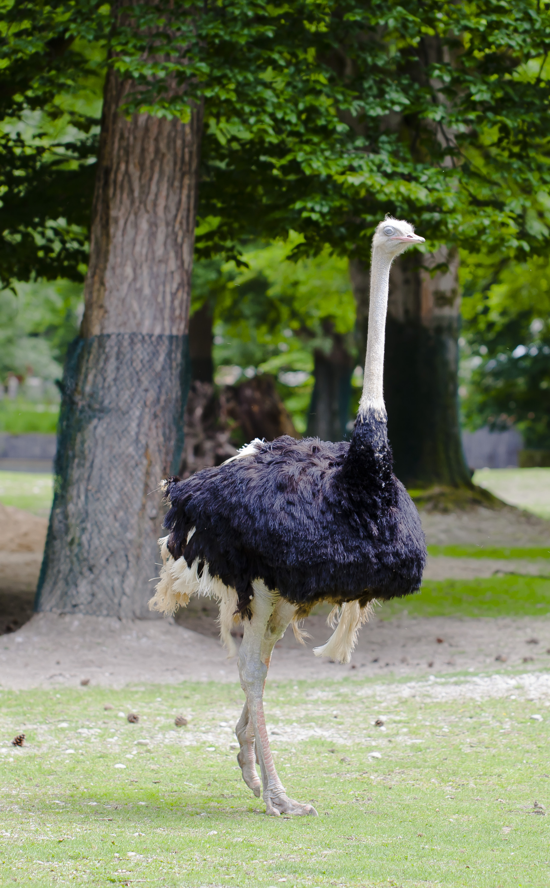 File:Avestruz (Struthio camelus), Tierpark Hellabrunn, Múnich, Alemania, 2012-06-17, DD 01.JPG ...