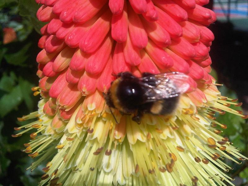 File:Bombus terrestris1.jpg