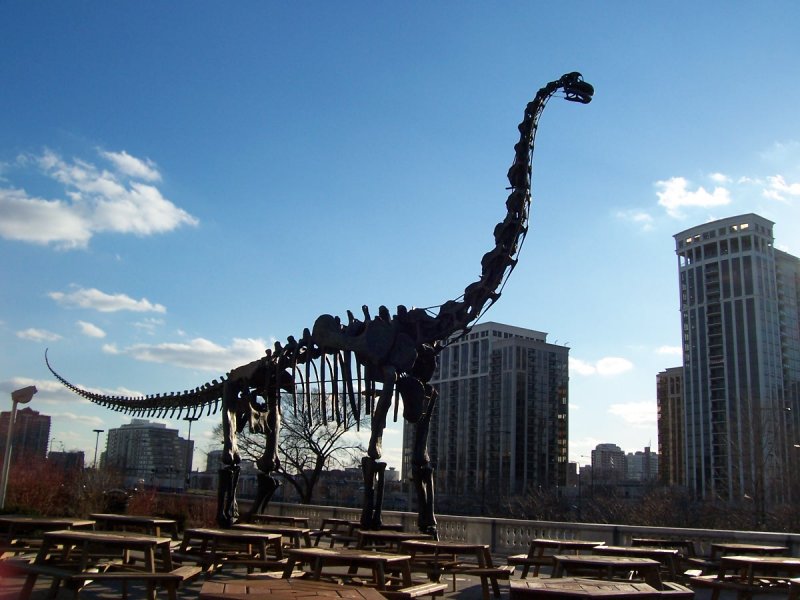 File:Brachiosaurus altithorax fmnh outside1.jpg