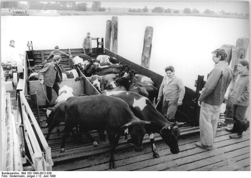 File:Bundesarchiv Bild 183-1990-0612-038, Barther Bodden, Tiertransport mit Fähre.jpg